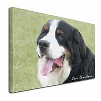 Bernese Mountain Dog 