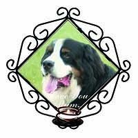 Bernese Mountain Dog 