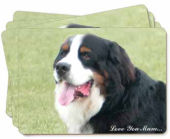 Bernese Mountain Dog 