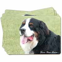 Bernese Mountain Dog 