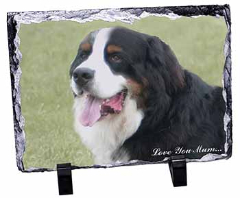 Bernese Mountain Dog 