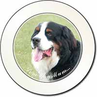 Bernese Mountain Dog 