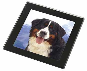 Bernese Mountain Dog Black Rim High Quality Glass Coaster