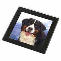 Bernese Mountain Dog Black Rim High Quality Glass Coaster