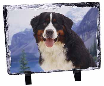 Bernese Mountain Dog, Stunning Photo Slate