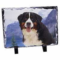 Bernese Mountain Dog, Stunning Photo Slate