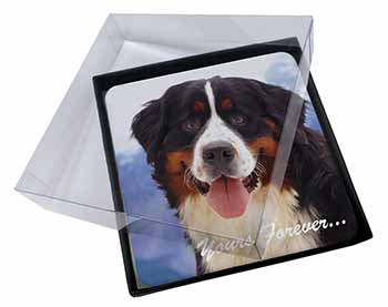 4x Bernese Mountain Dog Picture Table Coasters Set in Gift Box