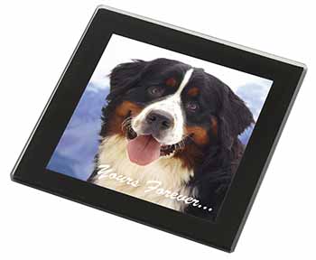 Bernese Mountain Dog Black Rim High Quality Glass Coaster