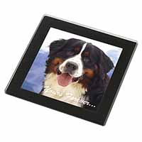 Bernese Mountain Dog Black Rim High Quality Glass Coaster