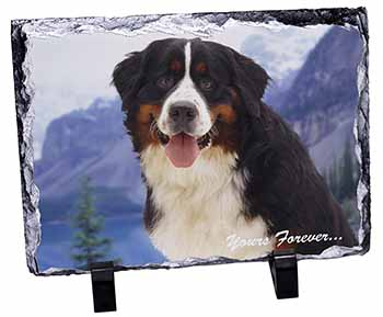 Bernese Mountain Dog, Stunning Photo Slate