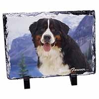 Bernese Mountain Dog, Stunning Photo Slate