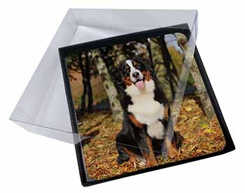 4x Bernese Mountain Dog Picture Table Coasters Set in Gift Box