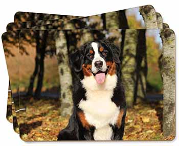 Bernese Mountain Dog Picture Placemats in Gift Box