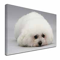 Bichon Frise Dog Canvas X-Large 30"x20" Wall Art Print