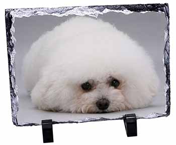 Bichon Frise Dog, Stunning Photo Slate