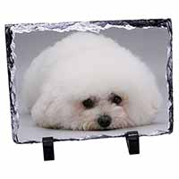 Bichon Frise Dog, Stunning Photo Slate