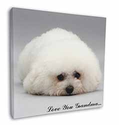 Bichon Frise 