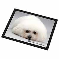 Bichon Frise 