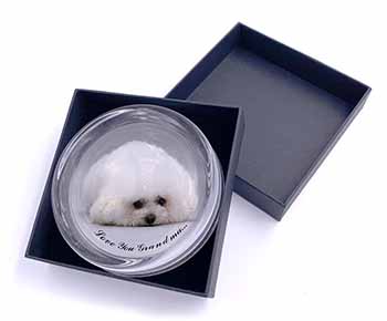 Bichon Frise 