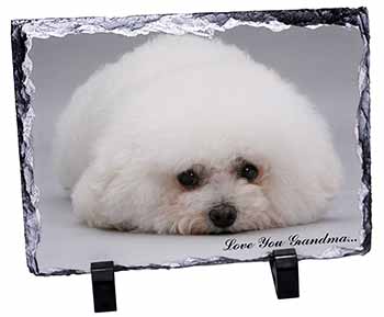 Bichon Frise 