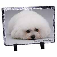 Bichon Frise 