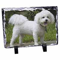 Bichon Frise Dog, Stunning Photo Slate Printed Full Colour - Advanta Group®
