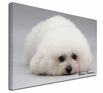 Bichon Frise Dog 