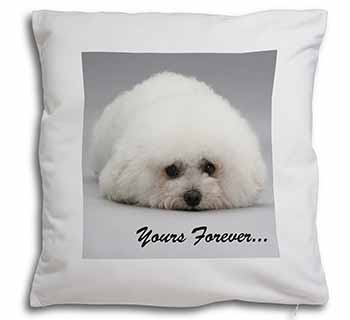 Bichon Frise Dog 