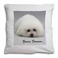 Bichon Frise Dog 