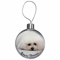 Bichon Frise Dog 