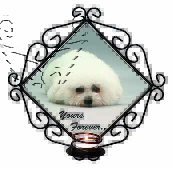 Bichon Frise Dog 