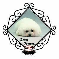 Bichon Frise Dog 