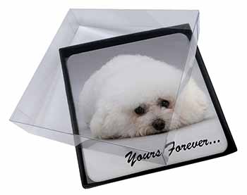 4x Bichon Frise Dog 