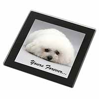 Bichon Frise Dog 