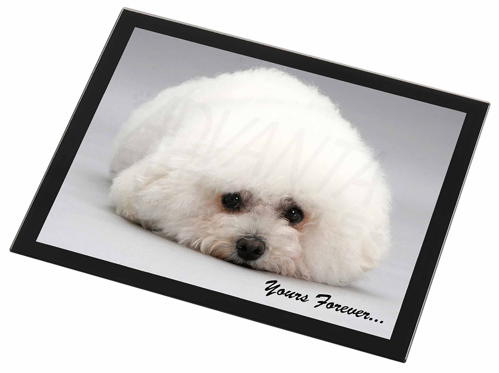 Bichon Frise Dog 'Yours Forever' Black Rim Glass Coaster Animal Breed AD-BF3GC 