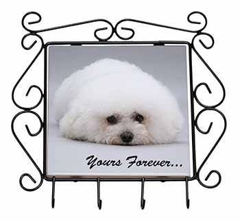 Bichon Frise Dog 