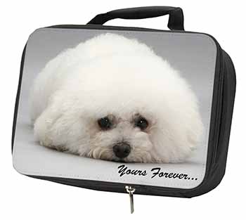 Bichon Frise Dog 