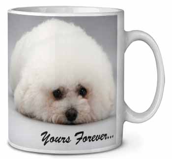 Bichon Frise Dog 