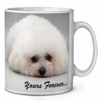 Bichon Frise Dog 