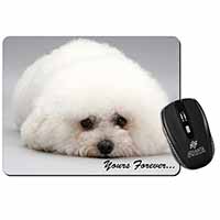 Bichon Frise Dog 