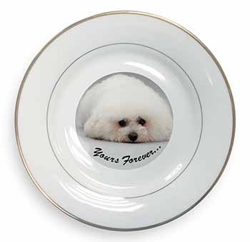 Bichon Frise Dog 