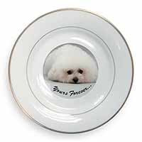 Bichon Frise Dog 