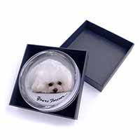 Bichon Frise Dog 