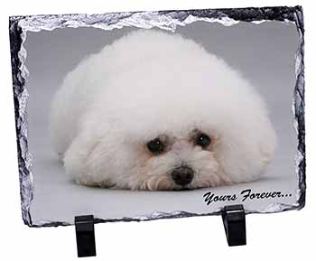 Bichon Frise Dog 