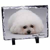 Bichon Frise Dog 