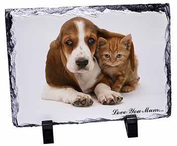 Basset and Cat 