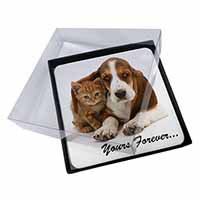 4x Basset Hound and Cat 