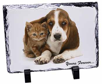 Basset Hound and Cat 