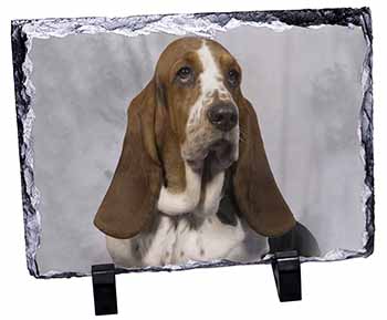 Basset Hound Dog, Stunning Photo Slate
