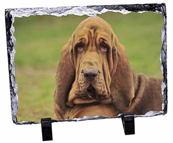 Blood Hound Dog, Stunning Photo Slate